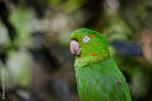 Maritaca também conhecida como maitaca, baitaca, cocota, humaitá, maitá, sôia, suia ou caturrita, psitacídeo