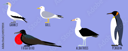 海鳥5種のベクターイラスト