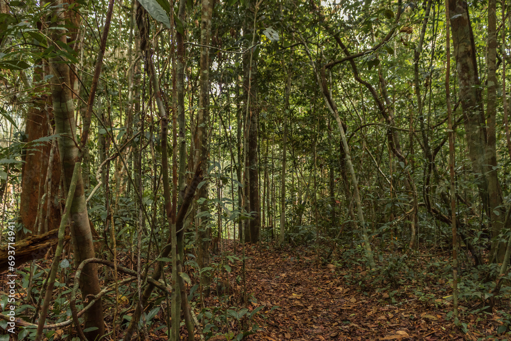 Rodal forest with white sand soil, a rare ecosystem characterized by having thin and tall rod-shaped trees, which grow in flooded and dry soils. Rodal forest with white sand soil, a rare ecosystem characterized by having thin and tall rod-shaped trees, which grow in flooded and dry soils.