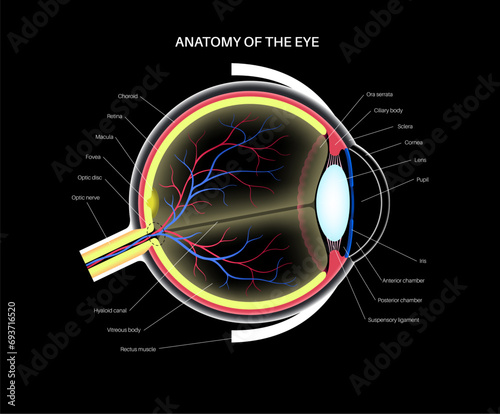 Eye anatomy poster