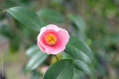 新春に華麗に咲いた椿