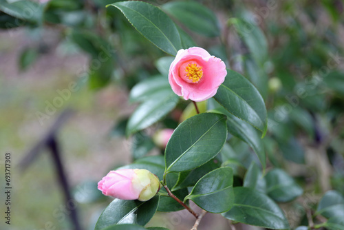 新春に華麗に咲いた椿
