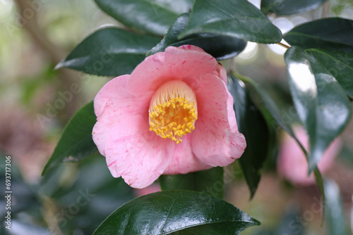 新春に華麗に咲いた椿