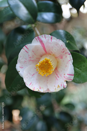 新春に華麗に咲いた椿