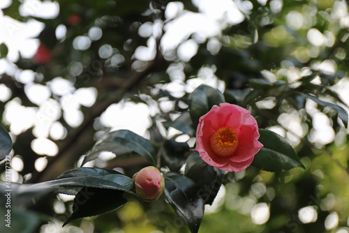 新春に華麗に咲いた椿