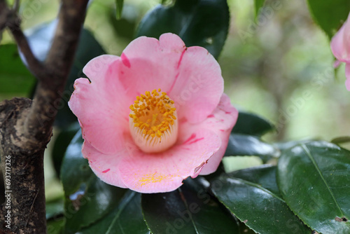 新春に華麗に咲いた椿