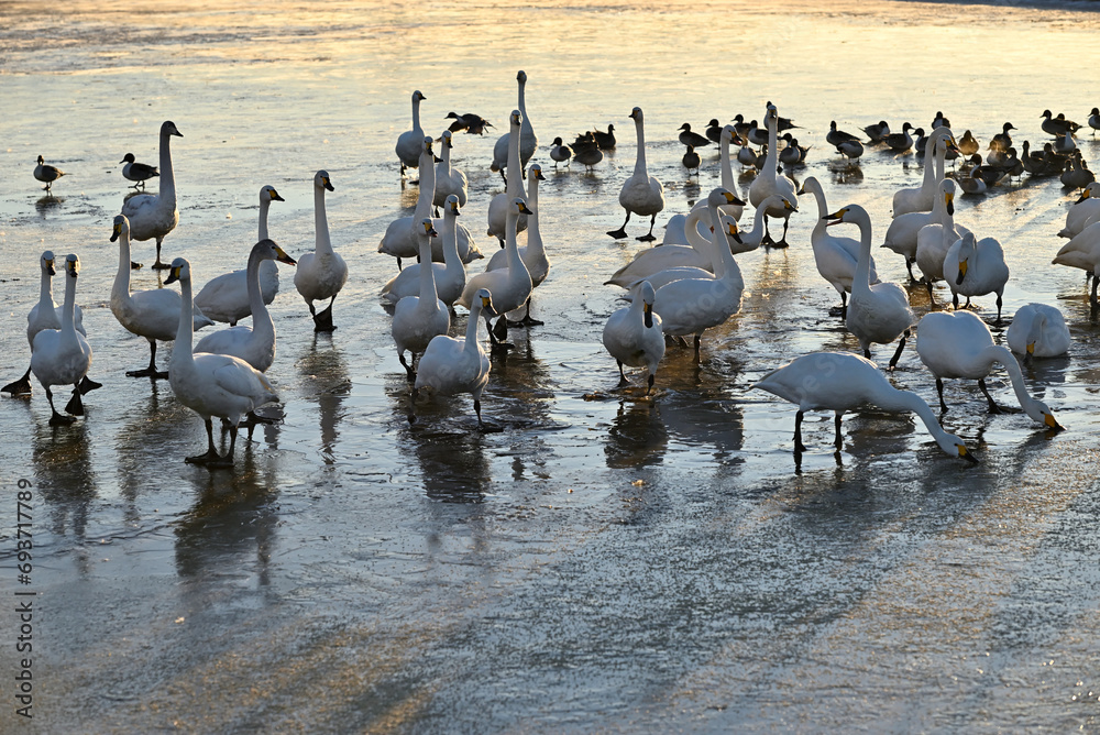 Fototapeta premium The arrival of swans, Utsunomiya, Tochigi