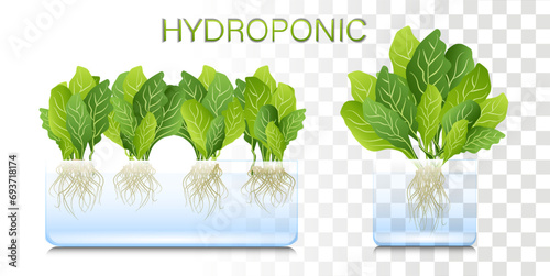 Portable hydroponic aeroponic system for eco-friendly growing of green lettuce, vegetables and herbs. organic vegetable garden