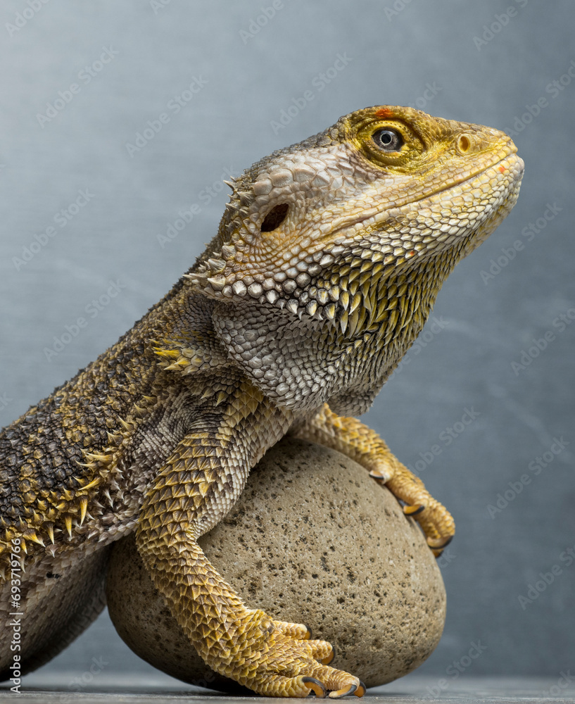 Obraz premium portrait of a beautiful bearded dragon lizard