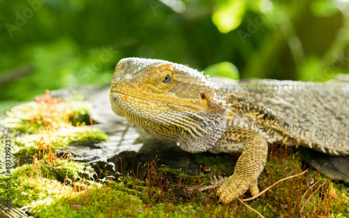 portrait of a beautiful bearded dragon lizard