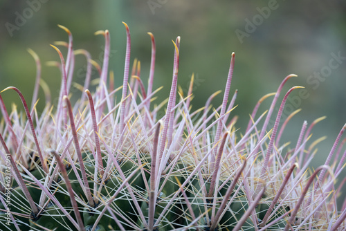 Tips Of Barrel Cactus Stannd Tall Like Birds Craning Their Necks photo