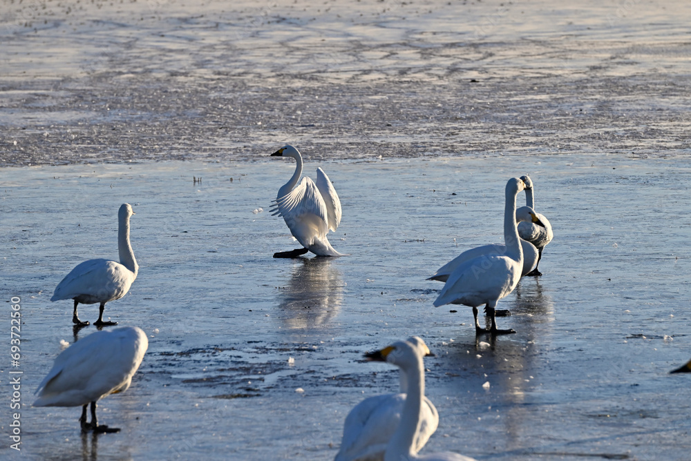 Obraz premium The arrival of swans, Utsunomiya, Tochigi