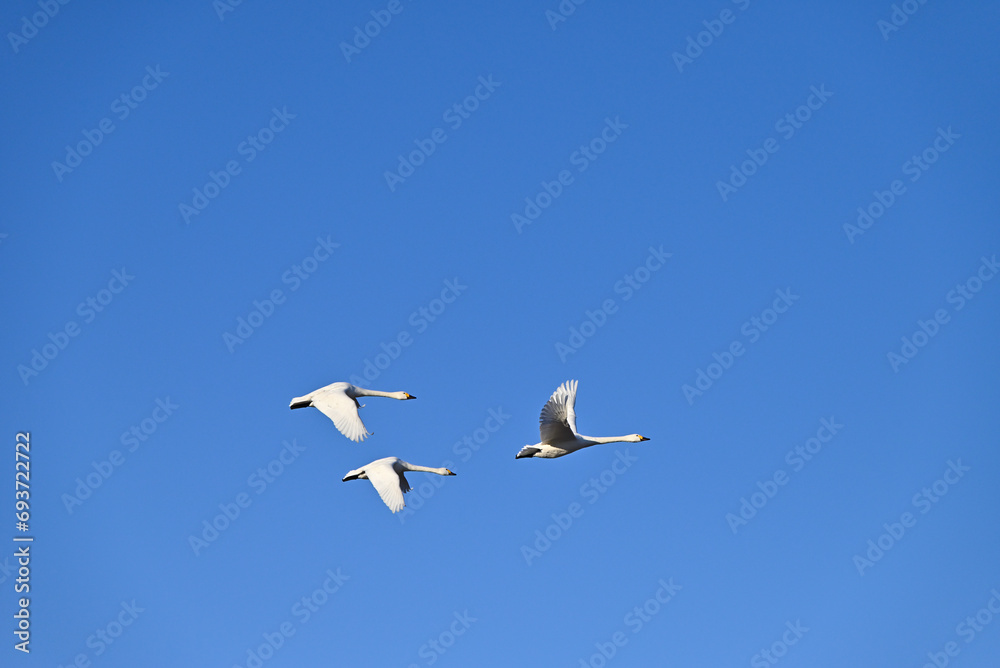 Obraz premium The arrival of swans, Utsunomiya, Tochigi