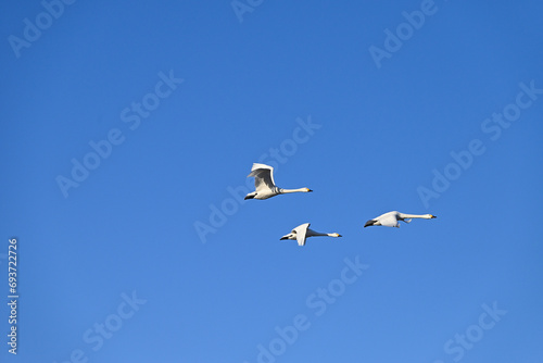 The arrival of swans, Utsunomiya, Tochigi © Tonic Ray Sonic