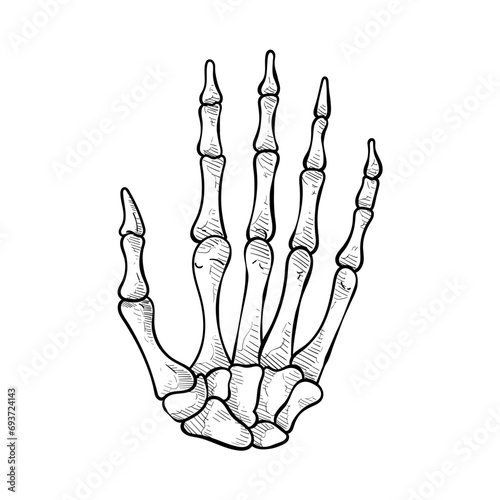 finger bones handdrawn illustration