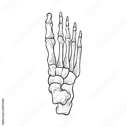 finger bones handdrawn illustration