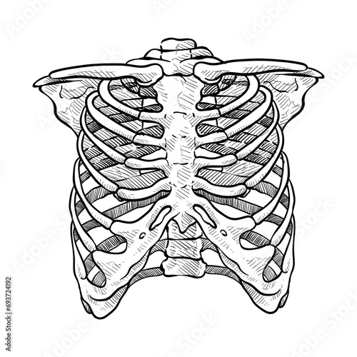 human ribs handdrawn illustration