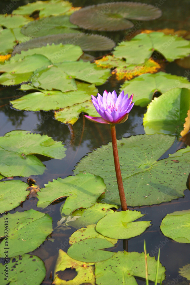 pink purple lotus blooming in water garden Bangkok Thailand pink purple lotus blooming in water garden Bangkok Thailand