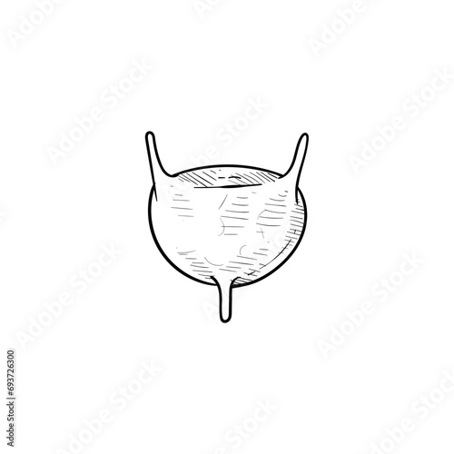 bladder handdrawn illustration