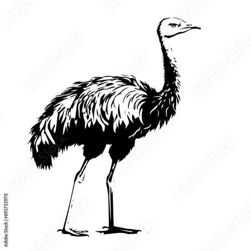 Ostrich Vector photo