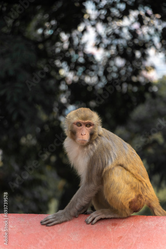 Monkey seen at Swayambhunath, the World Heritage Site declared by UNESCO © Bishal Napit