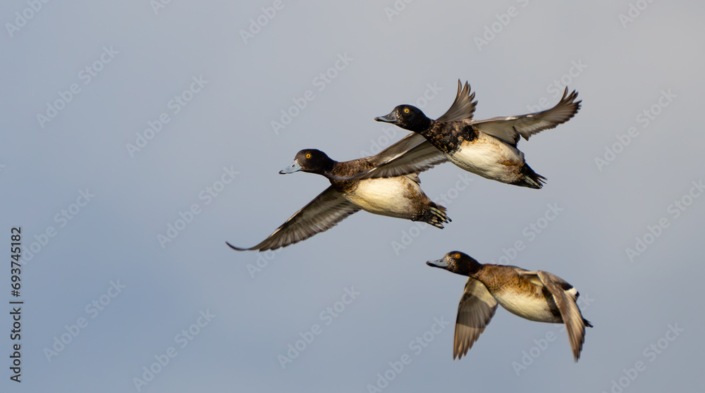 Small Flock of Lesser Scaup in Flight in Afternoon Light Small Flock of Lesser Scaup in Flight in Afternoon Light