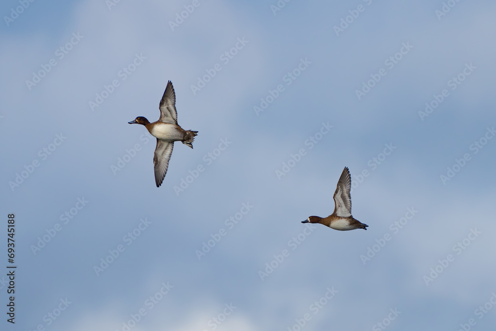 Obraz premium Small Flock of Lesser Scaup in Flight in Afternoon Light