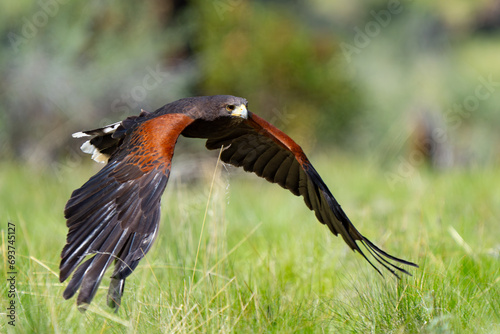 Harris Hawk Hunting in a Grassy Field photo