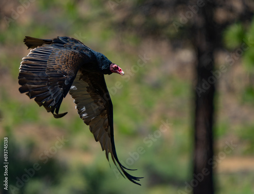 Turkey Vulture in Low Level Flight