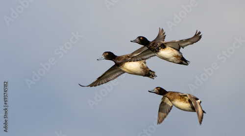 Small Flock of Lesser Scaup in Flight in Afternoon Light