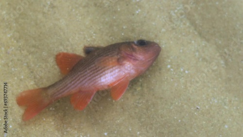 Pinstripe cardinalfish or Lepidamia kalosoma died from poisoning by tuba plants or Derris. photo