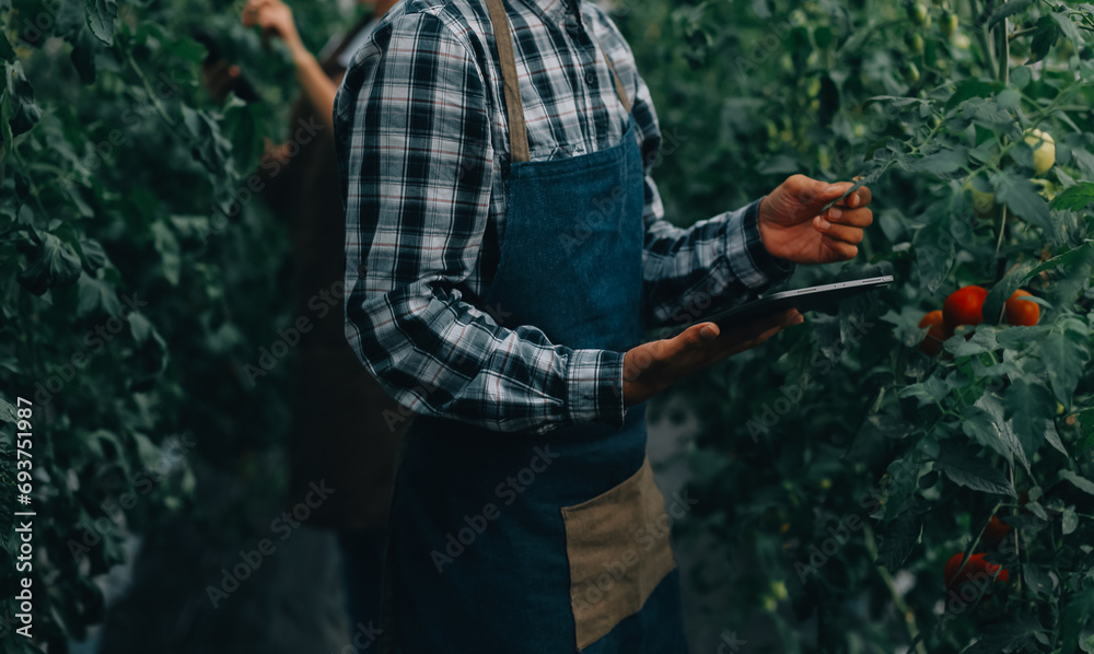 Obraz premium Organic farm ,Worker testing and collect environment data from bok choy organic vegetable at greenhouse farm garden.