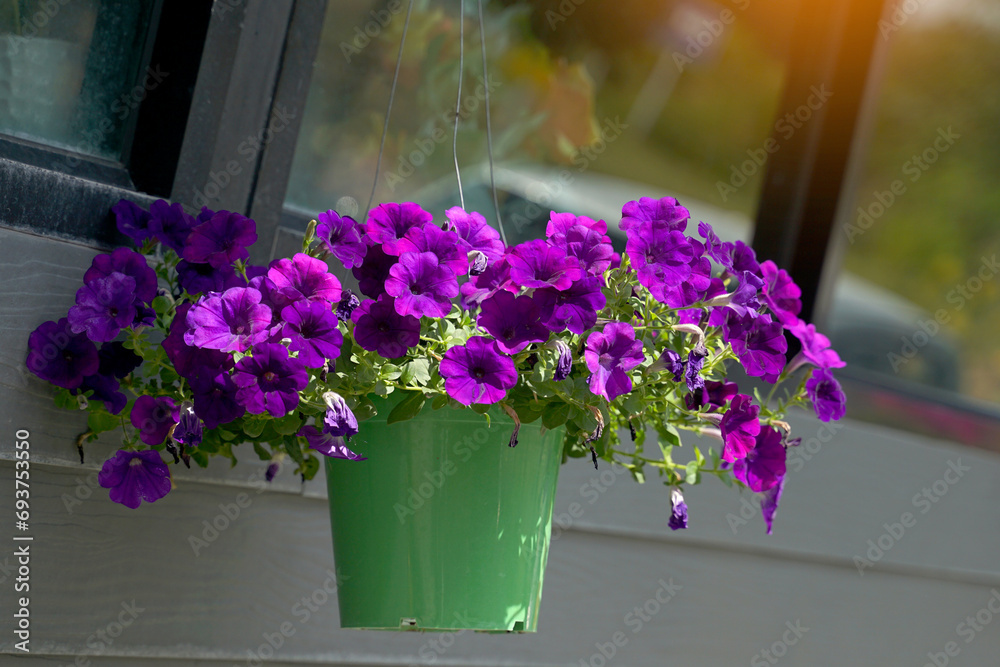 Blue petunias planted in green plastic pots hang as decorations on the balcony. The flowers are funnel-shaped and come in many colors and are brightly colored.