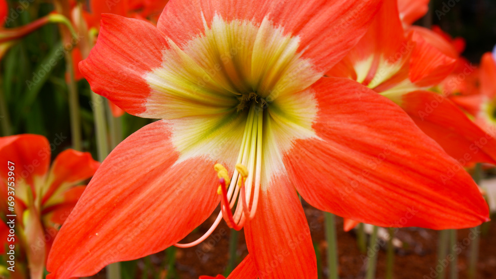 Fototapeta premium Closeup of orange amaryllis flowers blooming beautifully. Amaryllis belladonna.