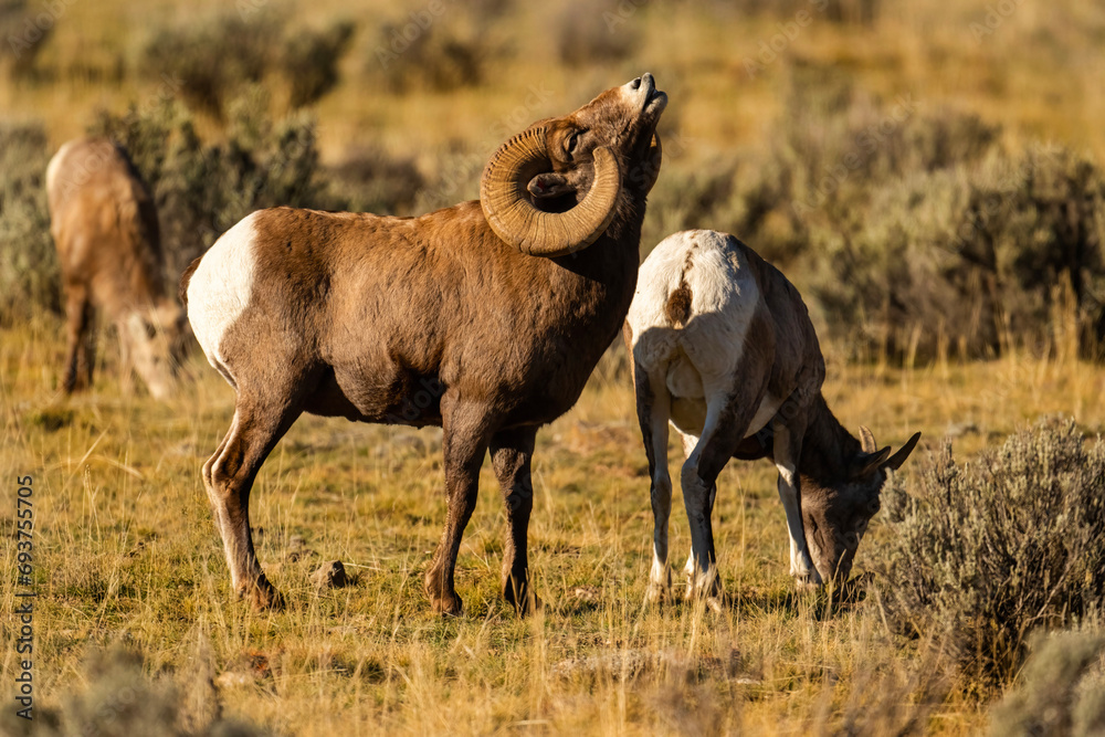 Fototapeta premium Big Horn Ram's during the Rut