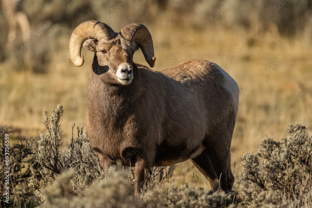 Big Horn Ram's during the Rut Big Horn Ram's during the Rut
