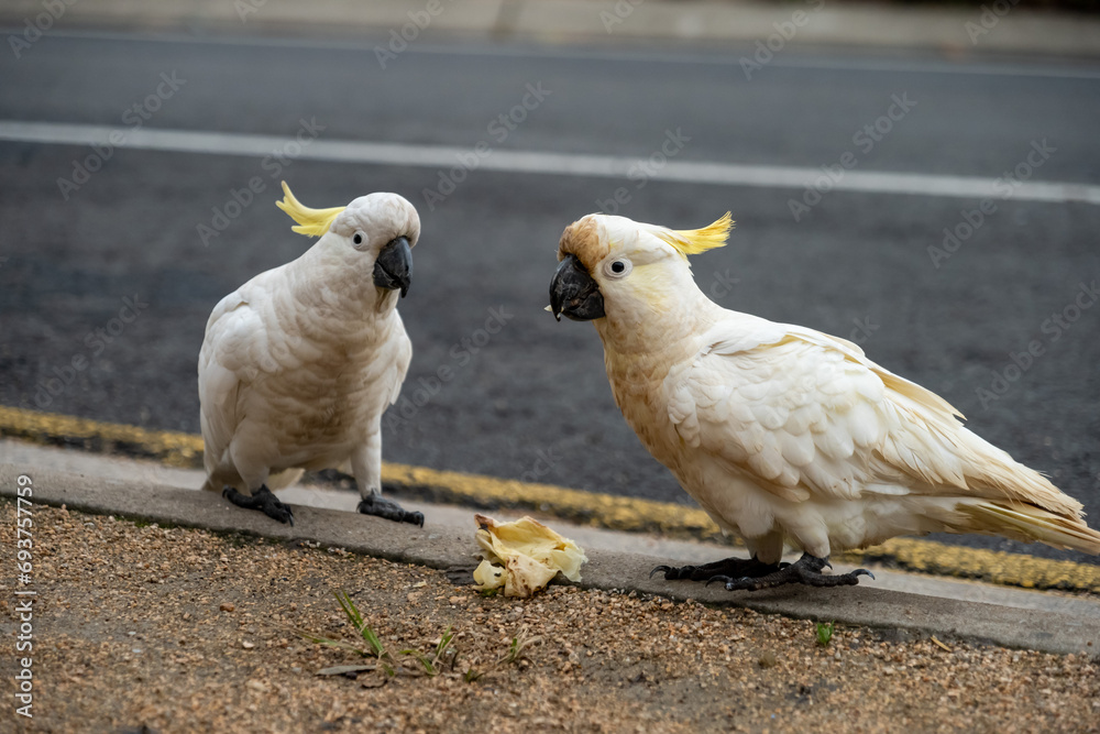 Portrait of a Dirty Cockatoo