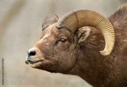 Big Horn Sheep during the Rut