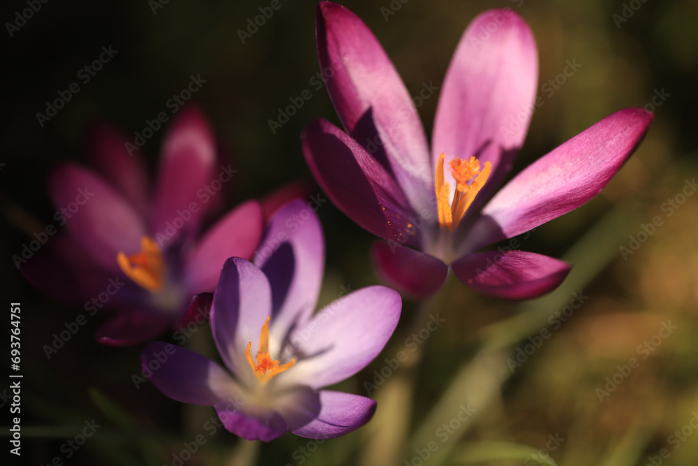 macro image of partially sunlit purple crocus flowers macro image of partially sunlit purple crocus flowers