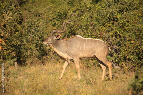 single male kudu antelope in the bush