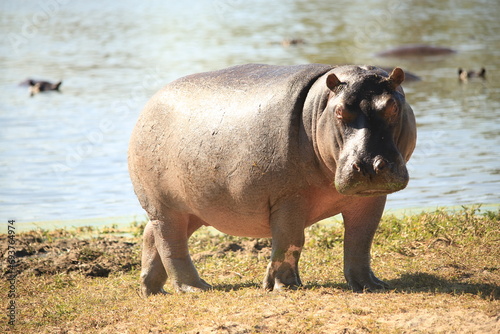 single hippo on the riverbank © Marcel