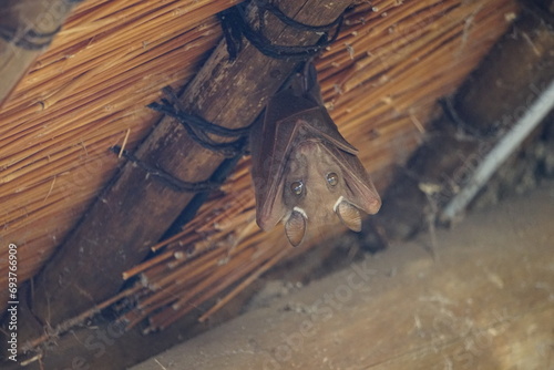 Wahlberg's epauletted fruit bat (Epomophorus wahlbergi) photo