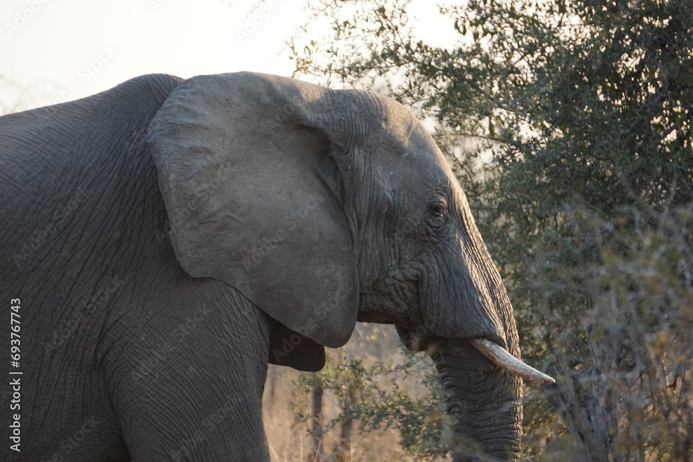 Fototapeta premium African elephant (Loxodonta africana)