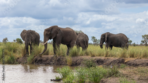 Big bull elephants drinking water © Jurgens