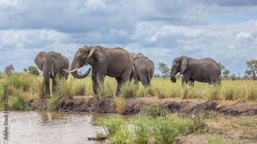 Big bull elephants drinking water