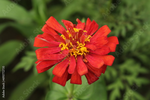 Red color Zinnia elegans or common zinnia flower display with green blurred nature around.
