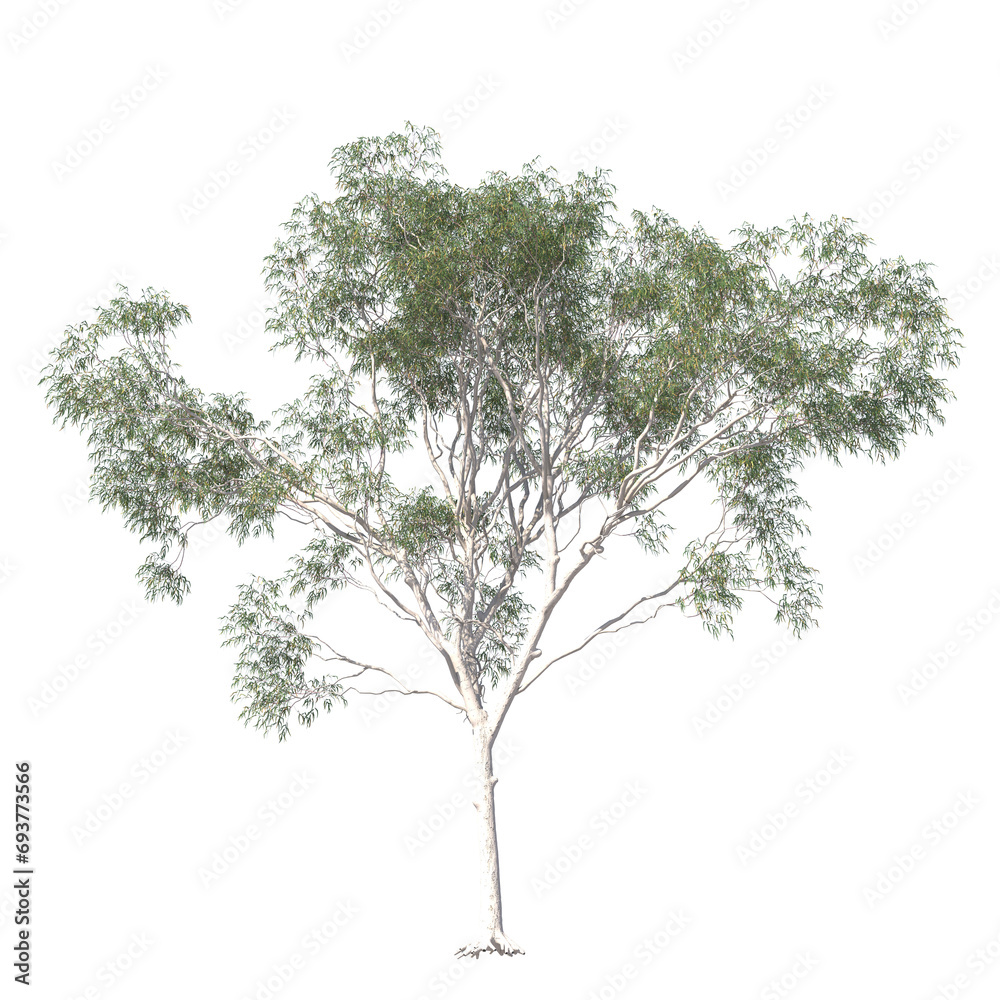 Corymbia aparrerinja, ghost gum, evergreen, small tree, bush, tree, big tree, light for daylight, easy to use, 3d render, isolated