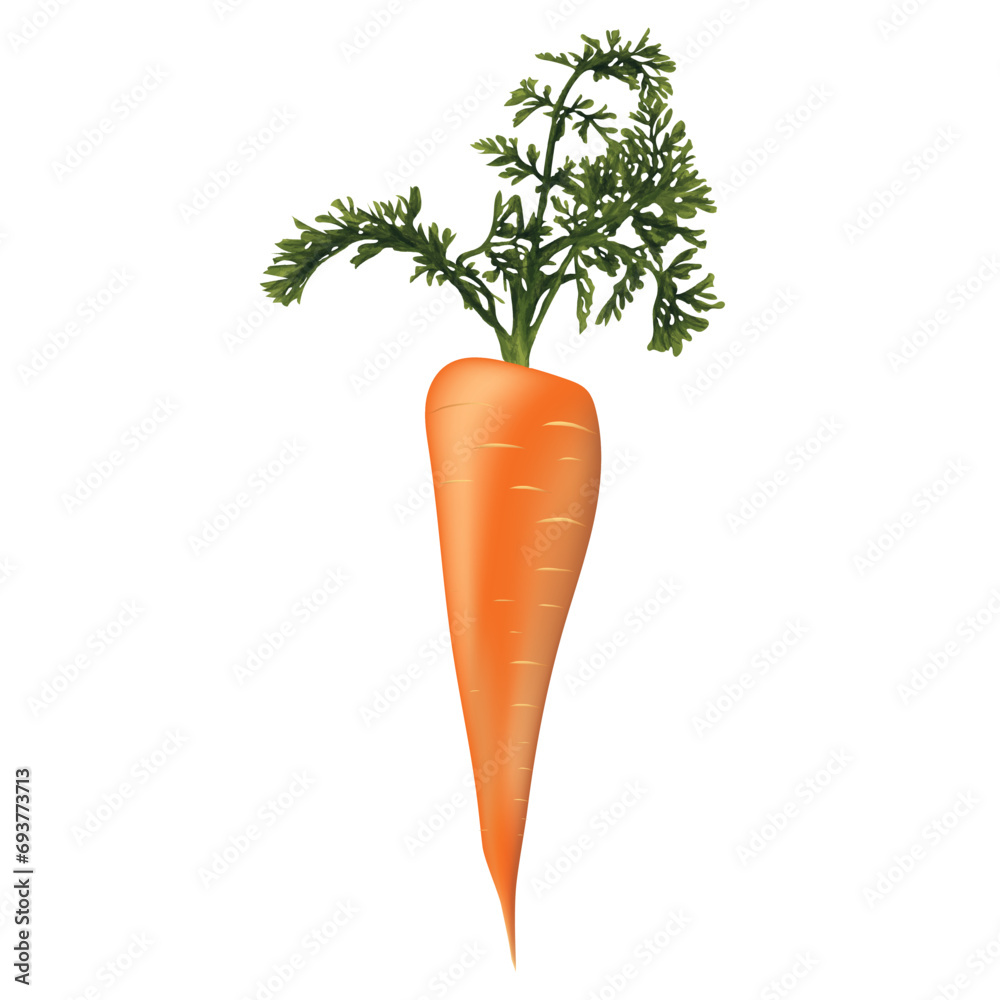 Carrot isolated on white background closeup Fresh carrot from garden vector illustration