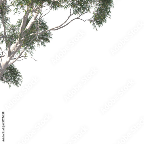 Corymbia aparrerinja, ghost gum, evergreen, small tree, bush, tree, big tree, light for daylight, easy to use, 3d render, isolated photo