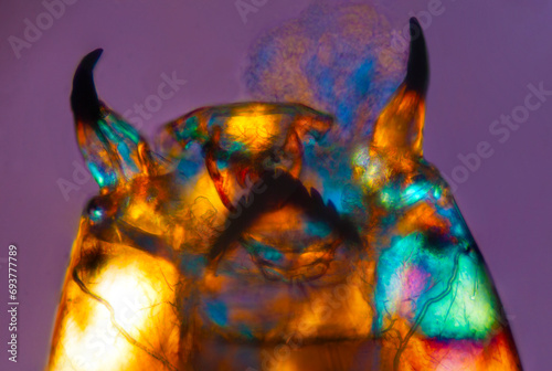 Abstract micrograph of the head of a midge larva.